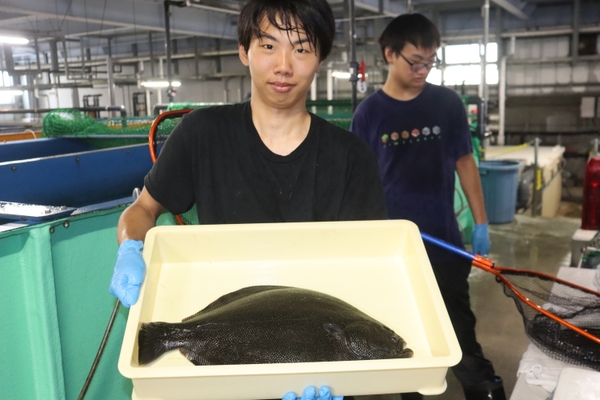 学生たちが育てたマツカワです