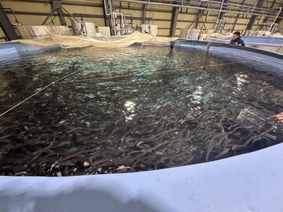 屋内で養殖される「侍うなぎ」。1つの水槽には約1.5万尾を養殖