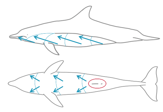 斑点出現方向の模式図（ピンクの楕円の部分は斑点が出現しない領域）斑点は青矢印の方向に向かって出現する。ただし実際には腹部の正中線上のみ斑点の出現は遅い。