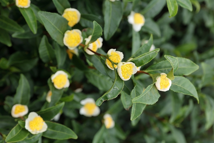 京都産茶の花と葉から生まれた植物水