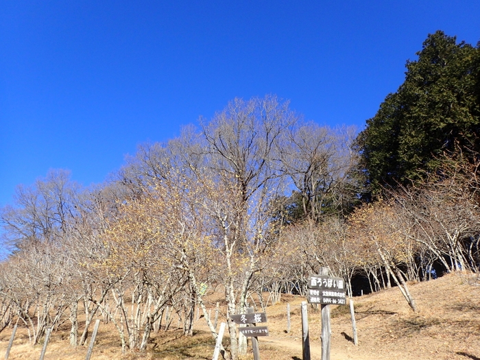 2024年1月17日(水)現在の開花状況