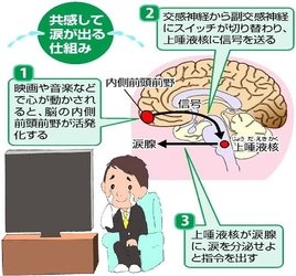 涙を流してストレス解消と免疫力アップを図る「涙活（るいかつ）」の専門家を育成