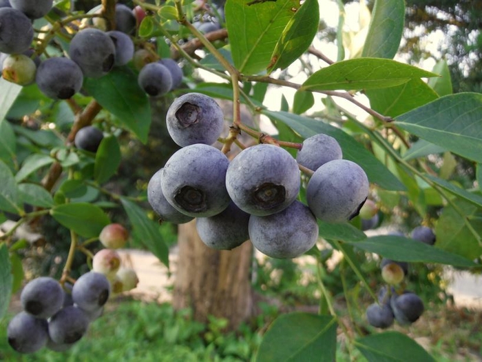 いちはら里山ファーム