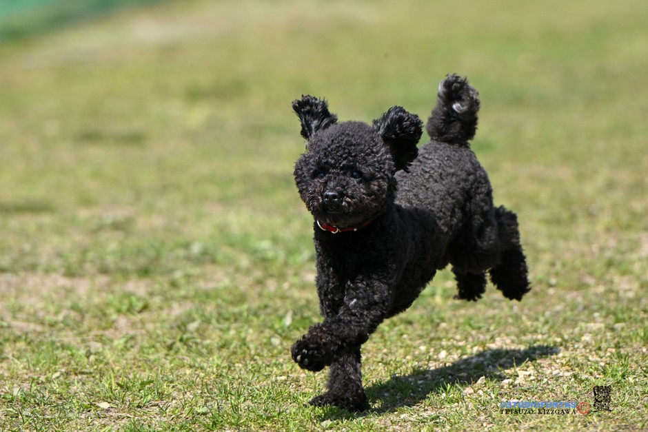 黒い子もバッチリ