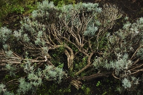 石井 智子さん2