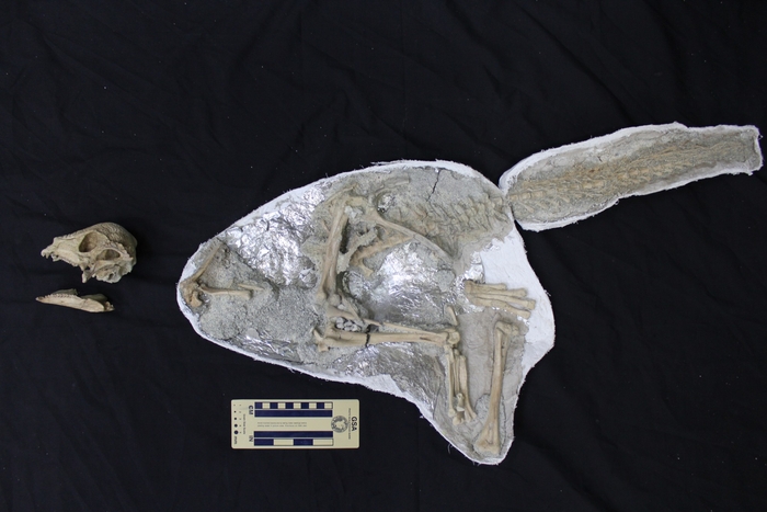 ザヴァケファレの全身骨格=研究グループ提供