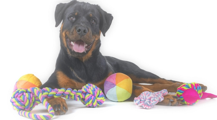 purebred rottweiler in front of white background