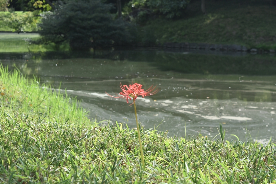 ヒガンバナ(9月15日撮影)