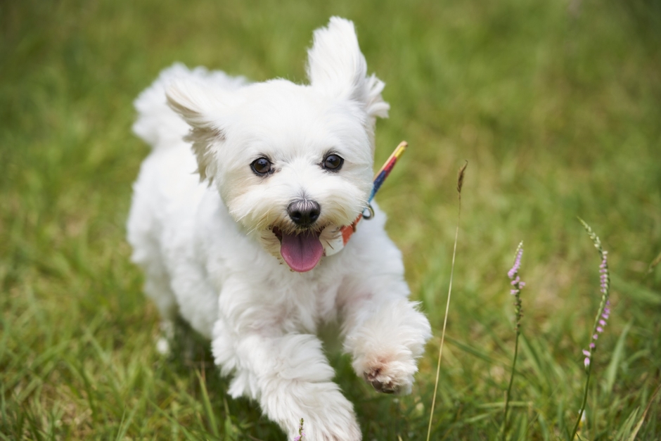 高原なので過ごしやすい