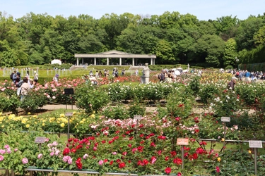 昨日ついにスタート！神代植物公園「春のバラフェスタ」が５月２９日（日）まで好評開催中