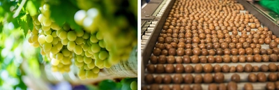 Horticulture Innovation Australia　 日豪友好協力基本条約50周年を機に日豪園芸交流は新たな章へ　 ガラディナー・シェアテーブル2026を3/11東京にて開催　 日本向け園芸農産物輸入過去平均比1.4倍に