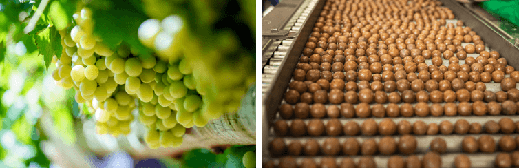 生食用葡萄とマカダミアナッツ(殻付き)