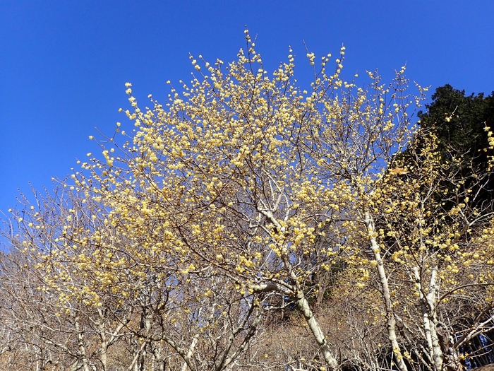 2023年1月17日(火)現在の開花状況