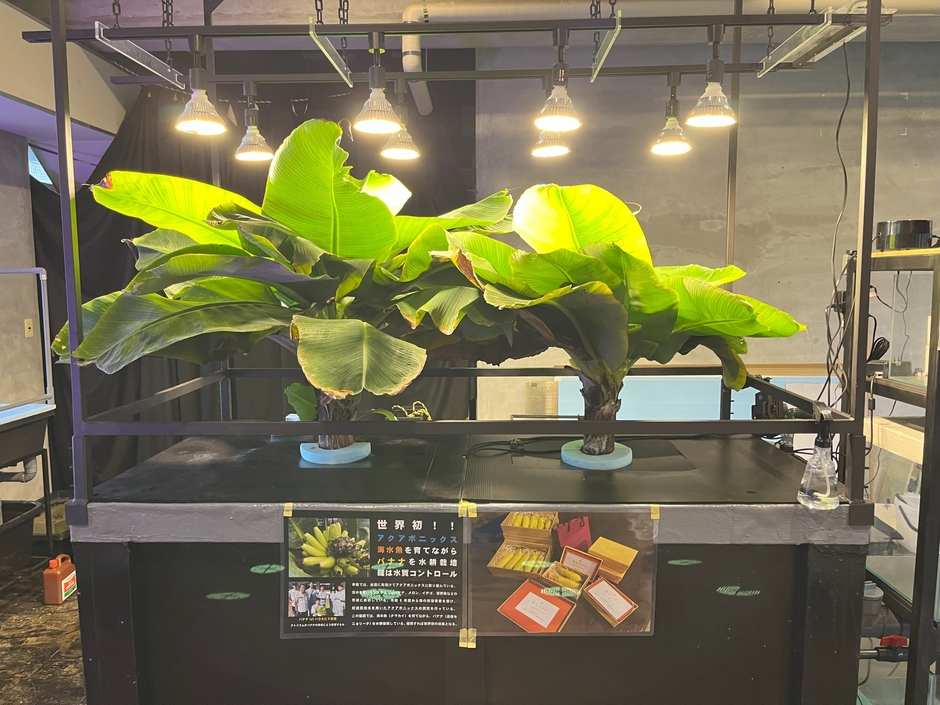 バナナ水耕栽培装置