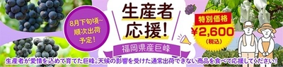 福岡県産ぶどうを食べて生産者を応援！ ＪＡタウン「博多うまかショップ」で規格外の「福岡県産巨峰」を 特別価格＆先着100名様「お客様送料負担なし」にて販売！