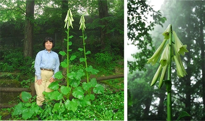 【六甲高山植物園】 巨大なヒマラヤウバユリ まもなく開花！