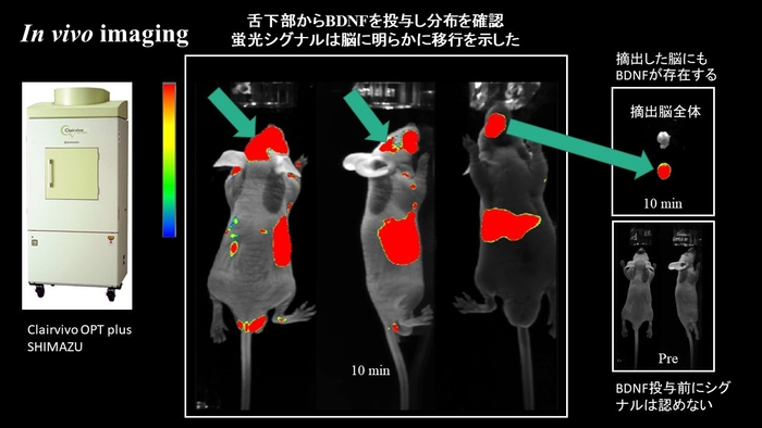in vivo imaging