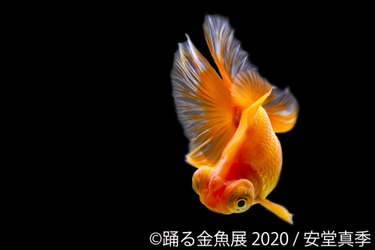 夏の風物詩“金魚”の優雅で美しい作品は「涼」と「癒し」を感じる 　「踊る金魚展 2020」が6月から東京・名古屋で開催！新作多数