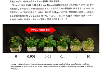 トマト苗試験結果