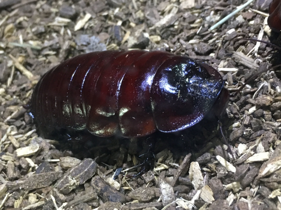 ヨロイモグラゴキブリ