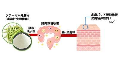 “グアーガム分解物”の摂取が肌機能を改善することを発見　 腸内環境の改善による肌機能調節の可能性