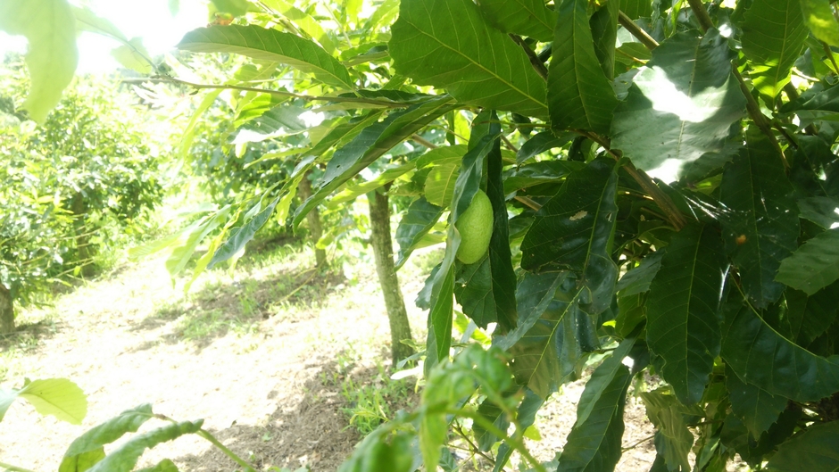 屋外で育つ天蚕繭