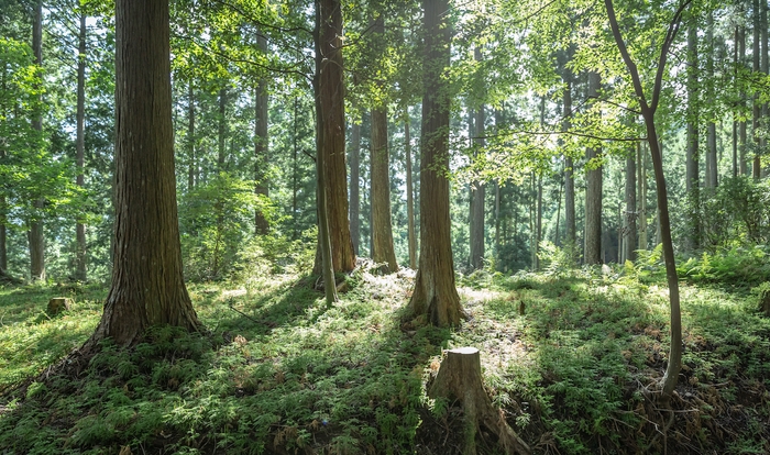 奈良吉野の美しい自然 2