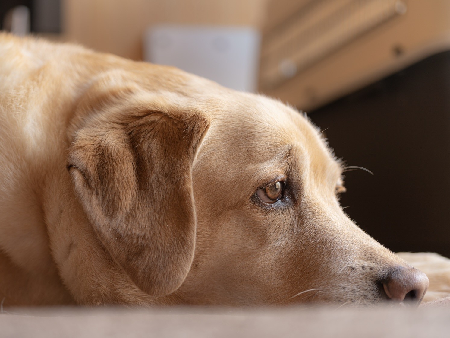 犬猫の健康維持によるエイジングケアをサポートする専用サプリ『ペットのNMN Pure3000』を販売するアクティブ・ソーシング・ジャパンが、発売当初から目標としていた販売価格を3年かけて実現し価格改定を行う!