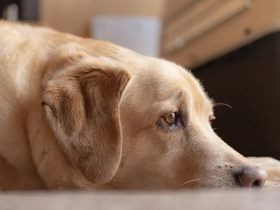 犬猫の健康維持によるエイジングケアをサポートする専用サプリ『ペットのNMN Pure3000』を販売するアクティブ・ソーシング・ジャパンが、発売当初から目標としていた販売価格を3年かけて実現し価格改定を行う!