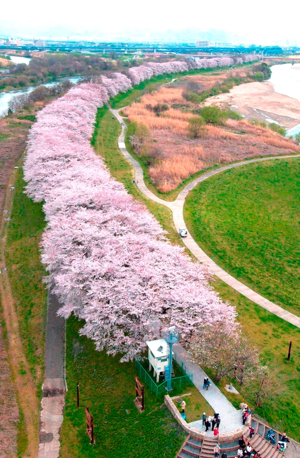 背割堤の桜(縦)