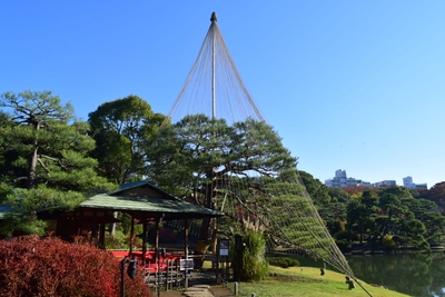 11月24日撮影