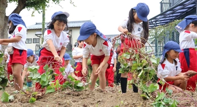 近大九州短大附属幼稚園の園児がサツマイモの収穫を体験　農家の方や食べ物への感謝の気持ち、自然への興味を育む