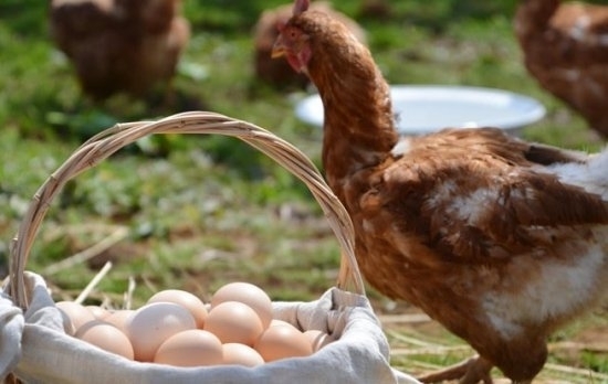 平飼いの鶏たち
