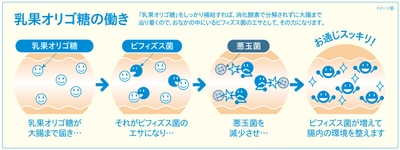 乳果オリゴ糖の働き