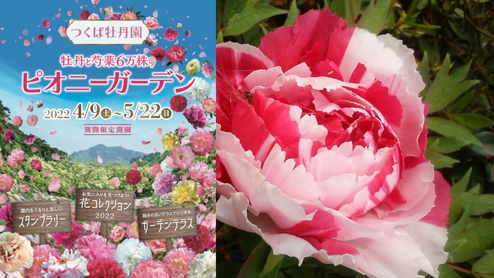 左：「つくば牡丹園」の2022年チラシ　右：赤と白のコントラストが美しい牡丹「島錦」