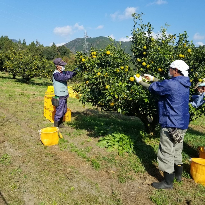 1つずつ手摘みするのがこだわり