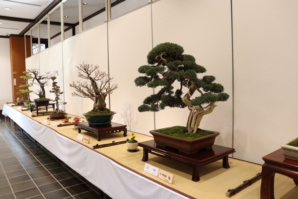 早春の盆栽展（令和7年撮影）