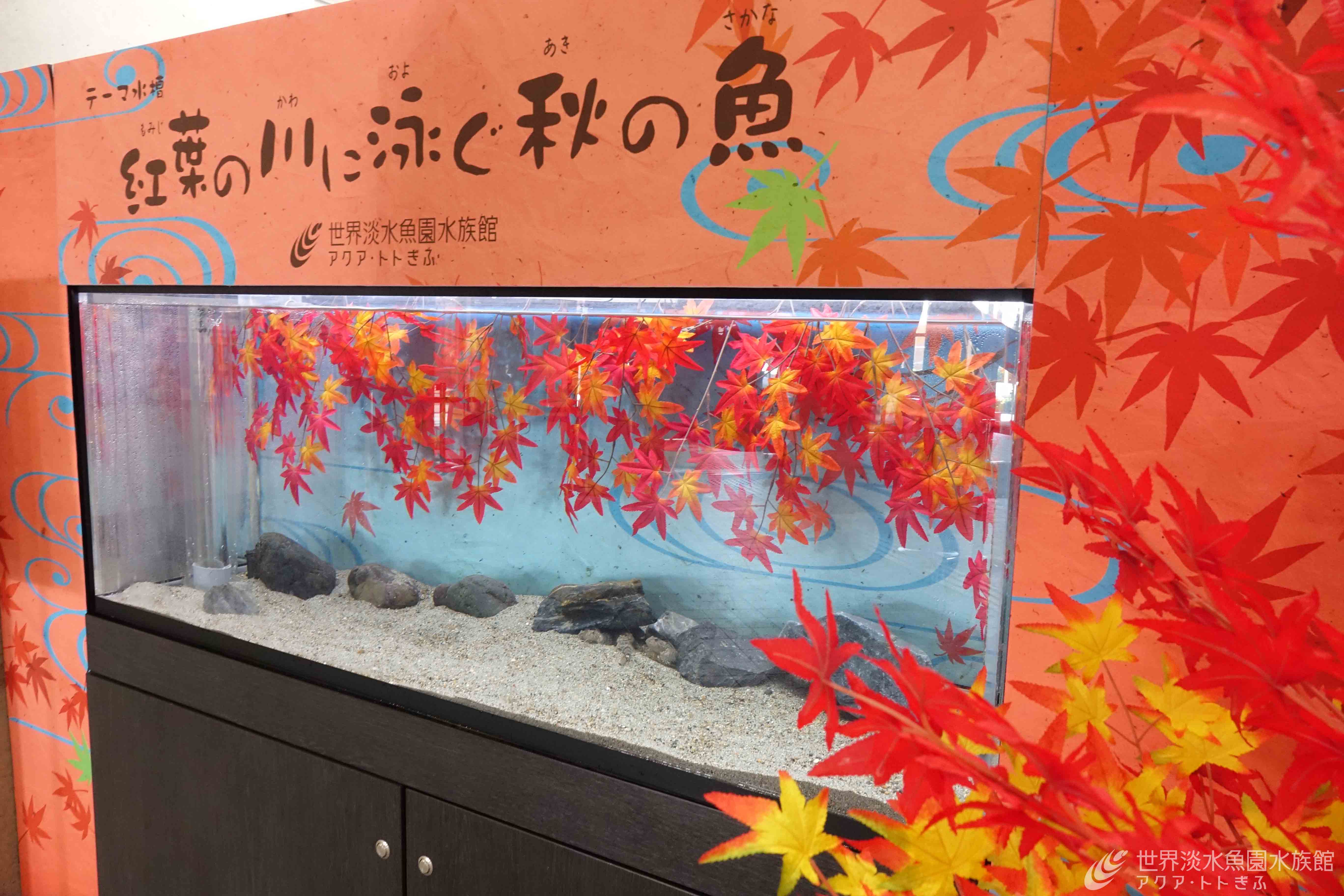 俳句に詠まれた秋の魚 鰍を展示します