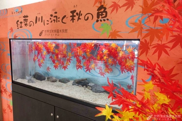 俳句に詠まれた秋の魚　鰍を展示します