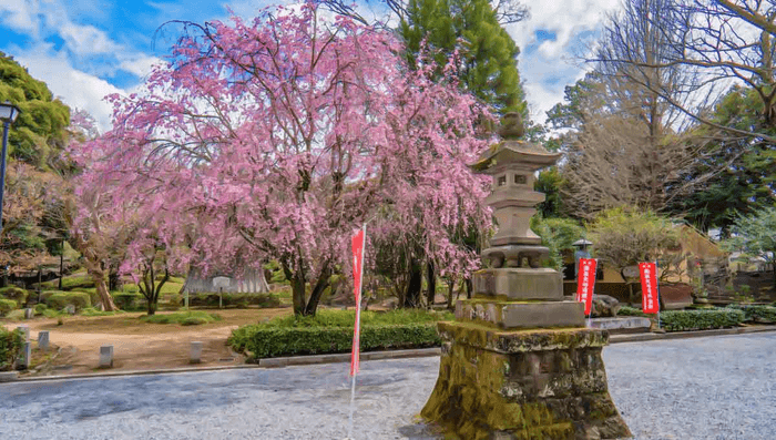 鑁阿寺|枝垂れ桜