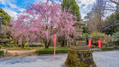 鑁阿寺|枝垂れ桜