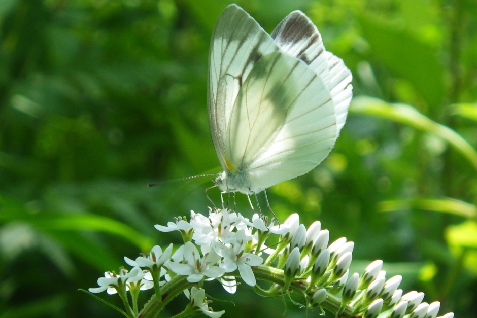 スジグロシロチョウ 
