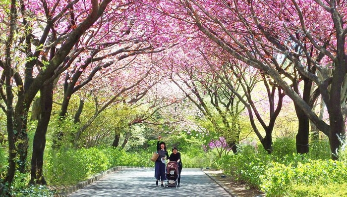 八重桜