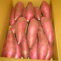 ねっとり濃厚な甘さ　ＪＡかとり自慢の逸品
産地直送通販サイト「ＪＡタウン」で千葉県産「べにはるか」を販売中