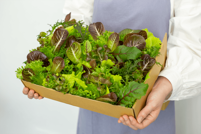 販売商品【30分以内収穫】今摘んだ無菌・農薬ゼロの常備野菜