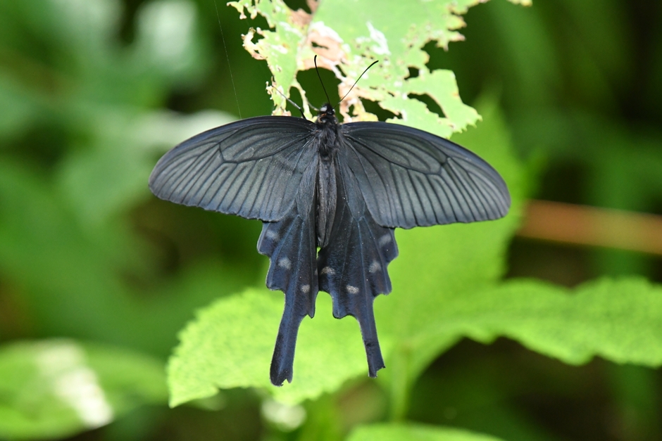 ジャコウアゲハ