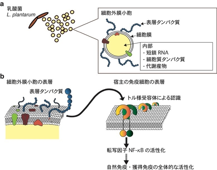 a）L. plantarumの細胞外膜小胞の構造　b）細胞外膜小胞の表層タンパク質によるトル様受容体を介した、自然免疫・獲得免疫の活性化の模式図