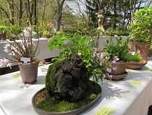 初夏の高山植物展 イメージ