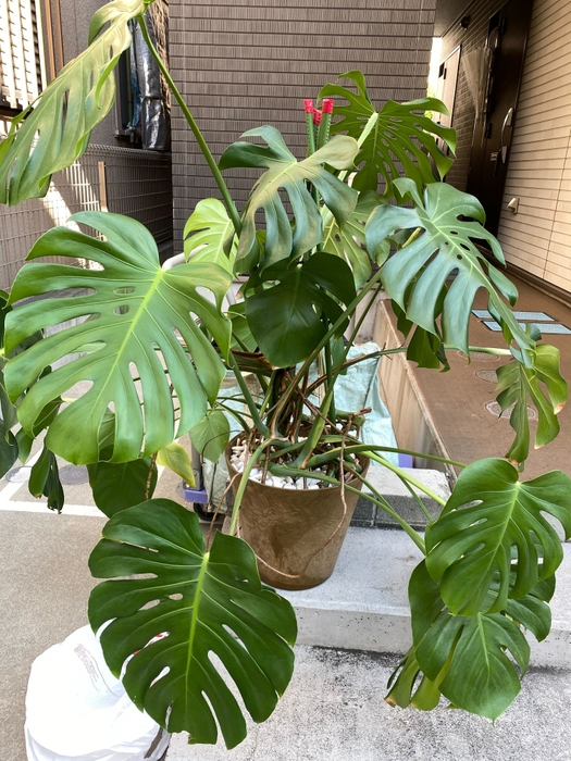 治療前のモンステラ