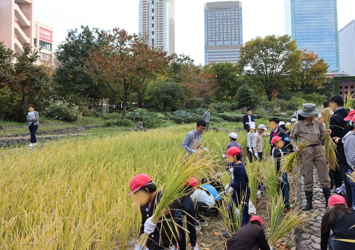 「新・里山」の秋の風物詩となった小学生の「稲刈り」